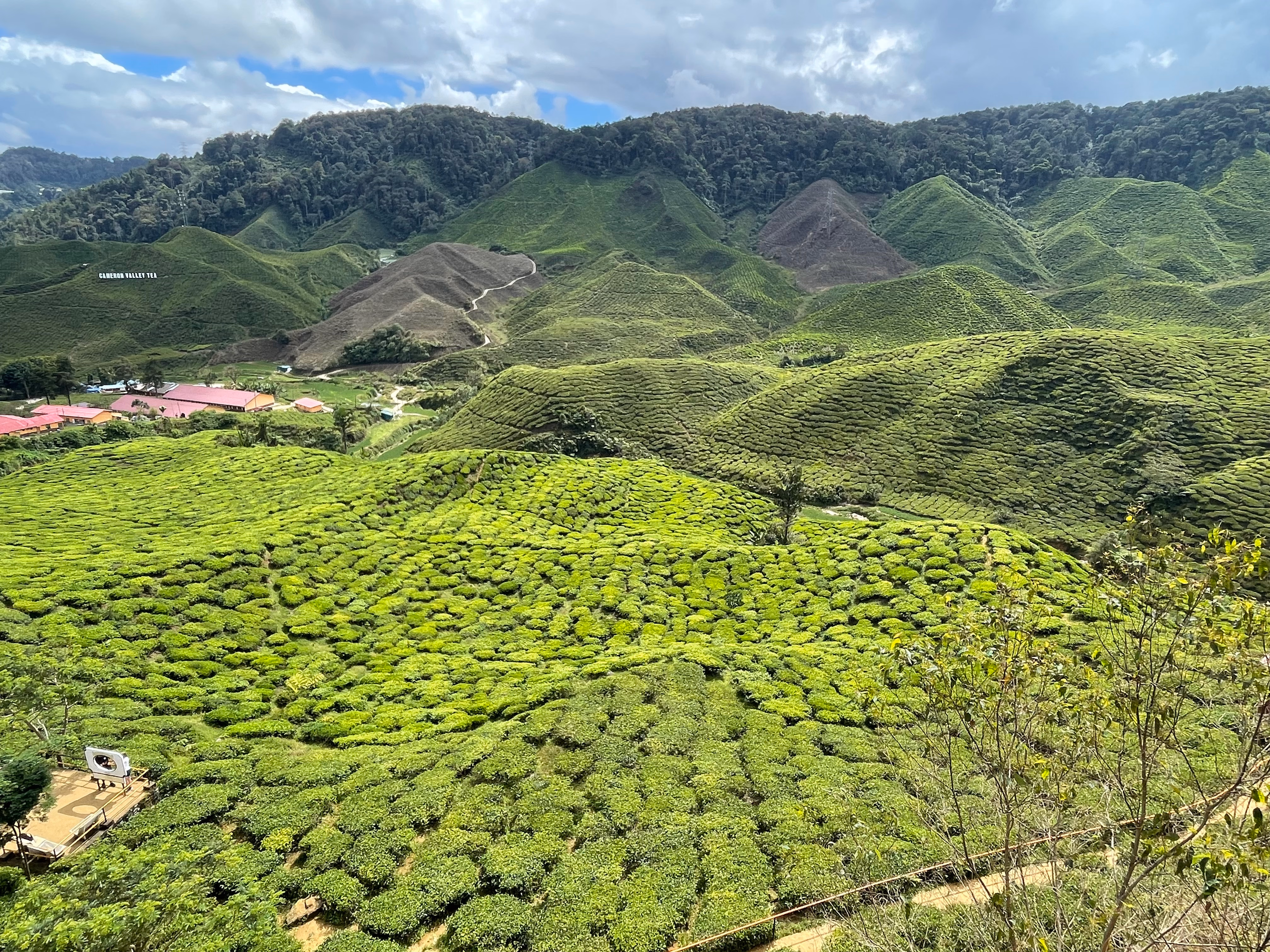 Cameron Highlands