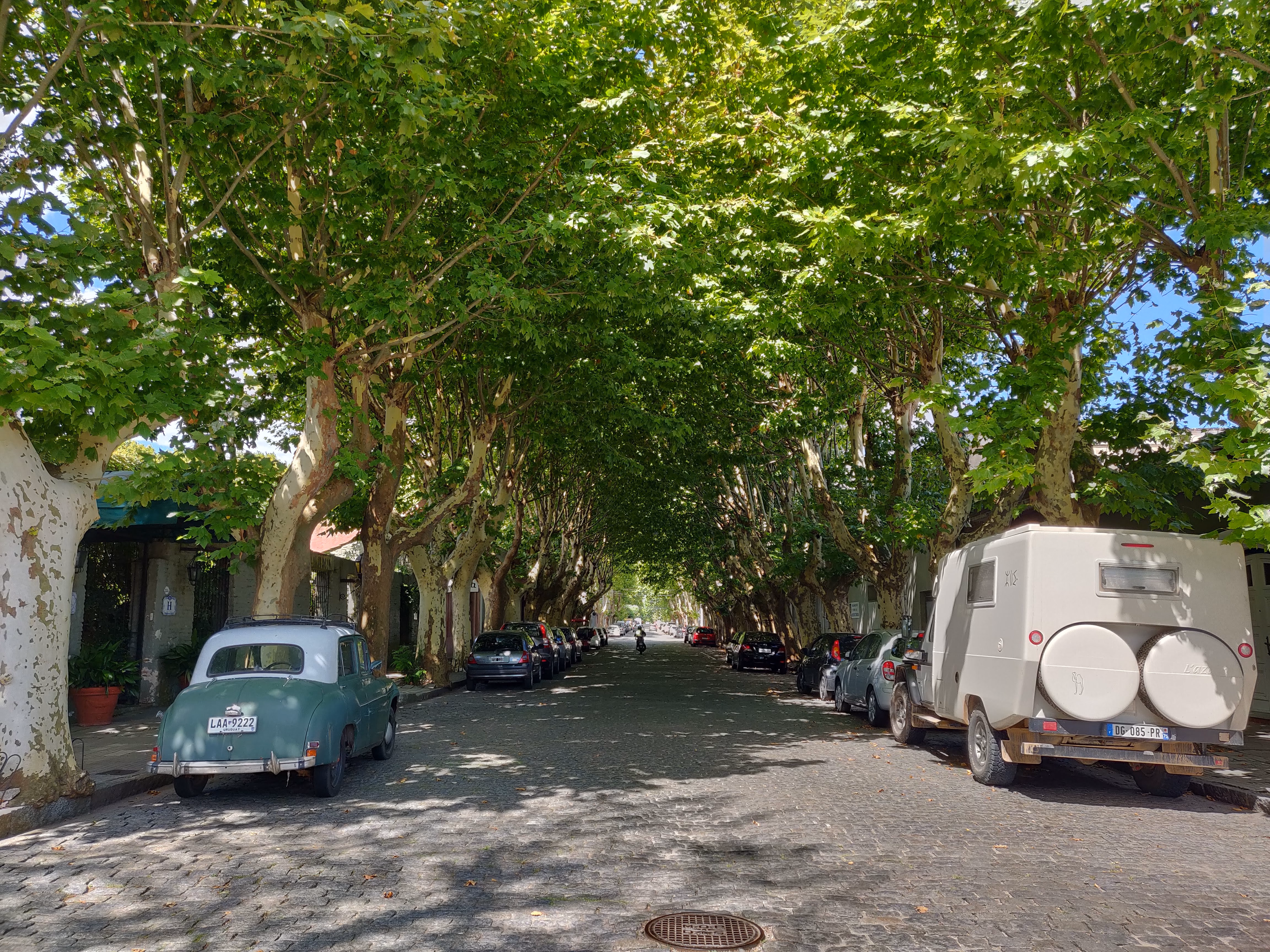 A tree-lined cobblestone avenue in deep shade — a vintage green-and-white sedan and a camper van parked between the plane-tree trunks.