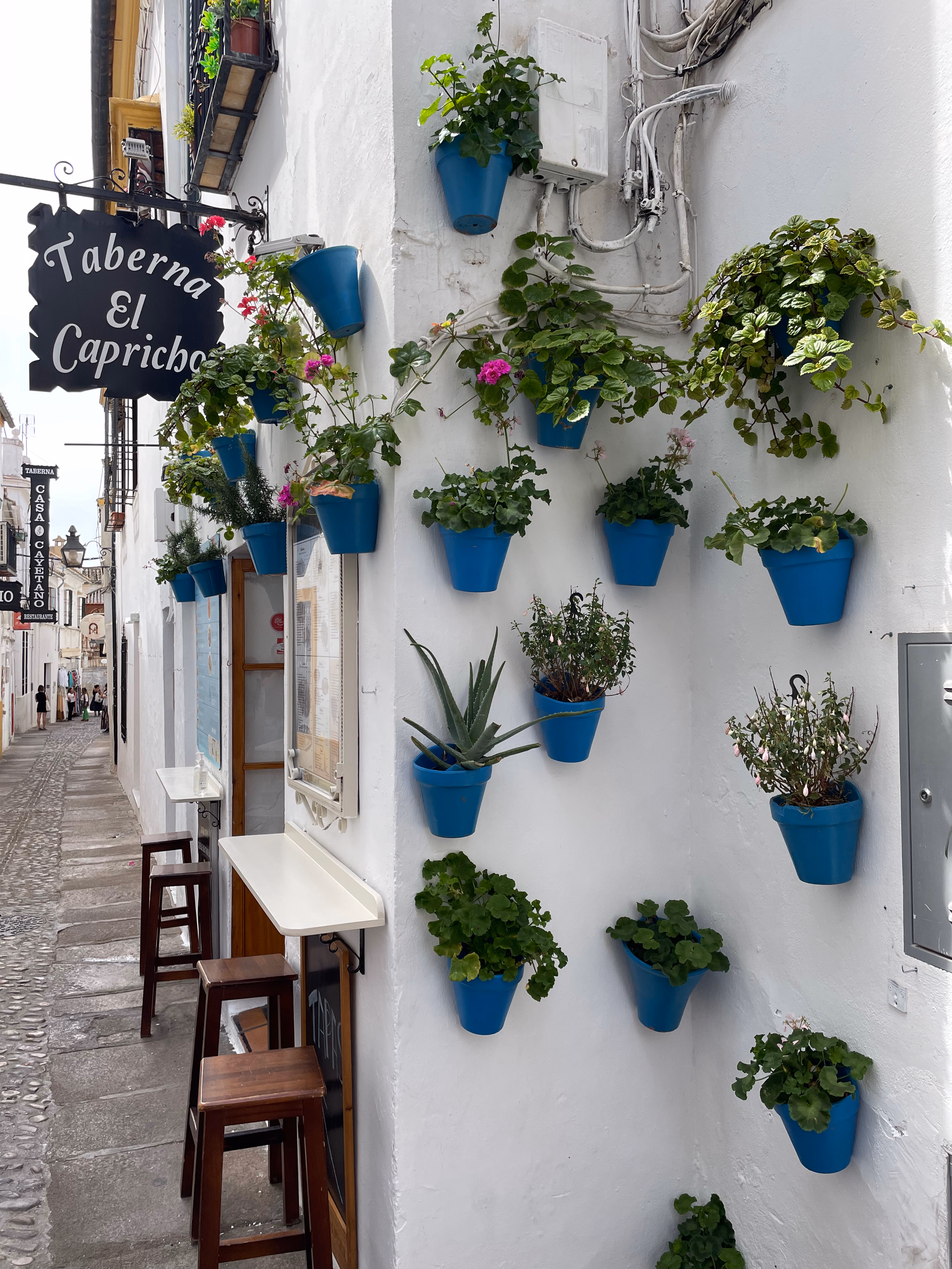 Blue pots of geraniums and aloe climbing a whitewashed wall above a tavern sign in the old town.