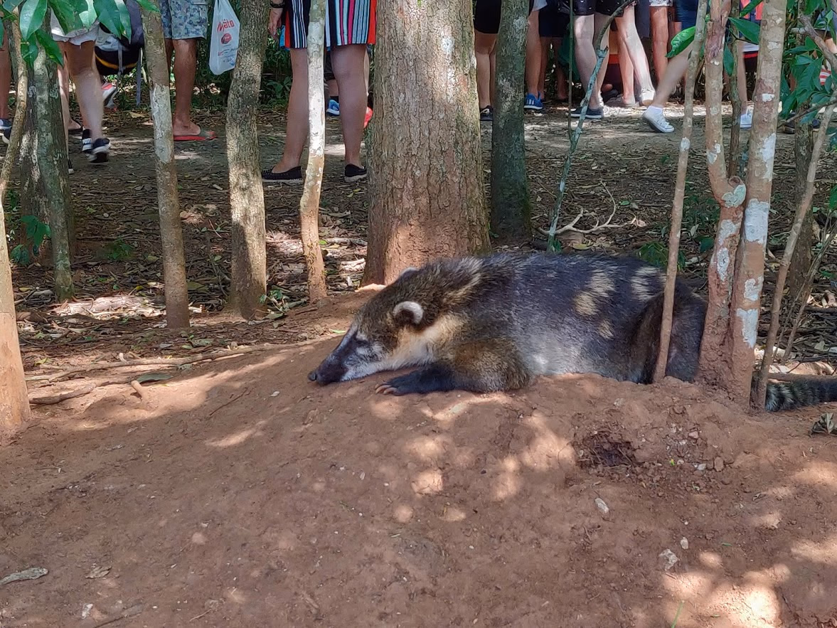 Coatis, the most common animal seen inside the National Parks.