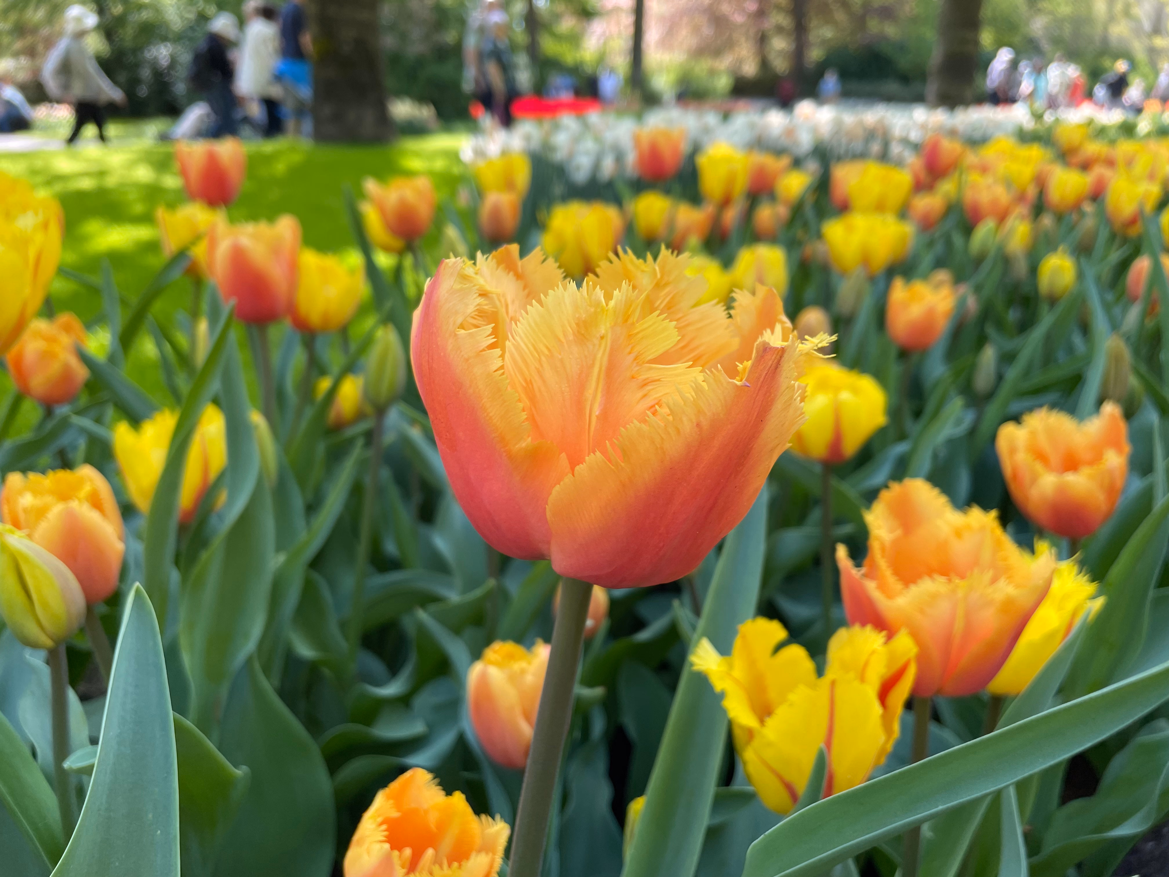 A fringed tulip in peach and yellow at the centre of the frame — more flame-edged blooms and yellow tulips with red streaks blurring into the park behind.