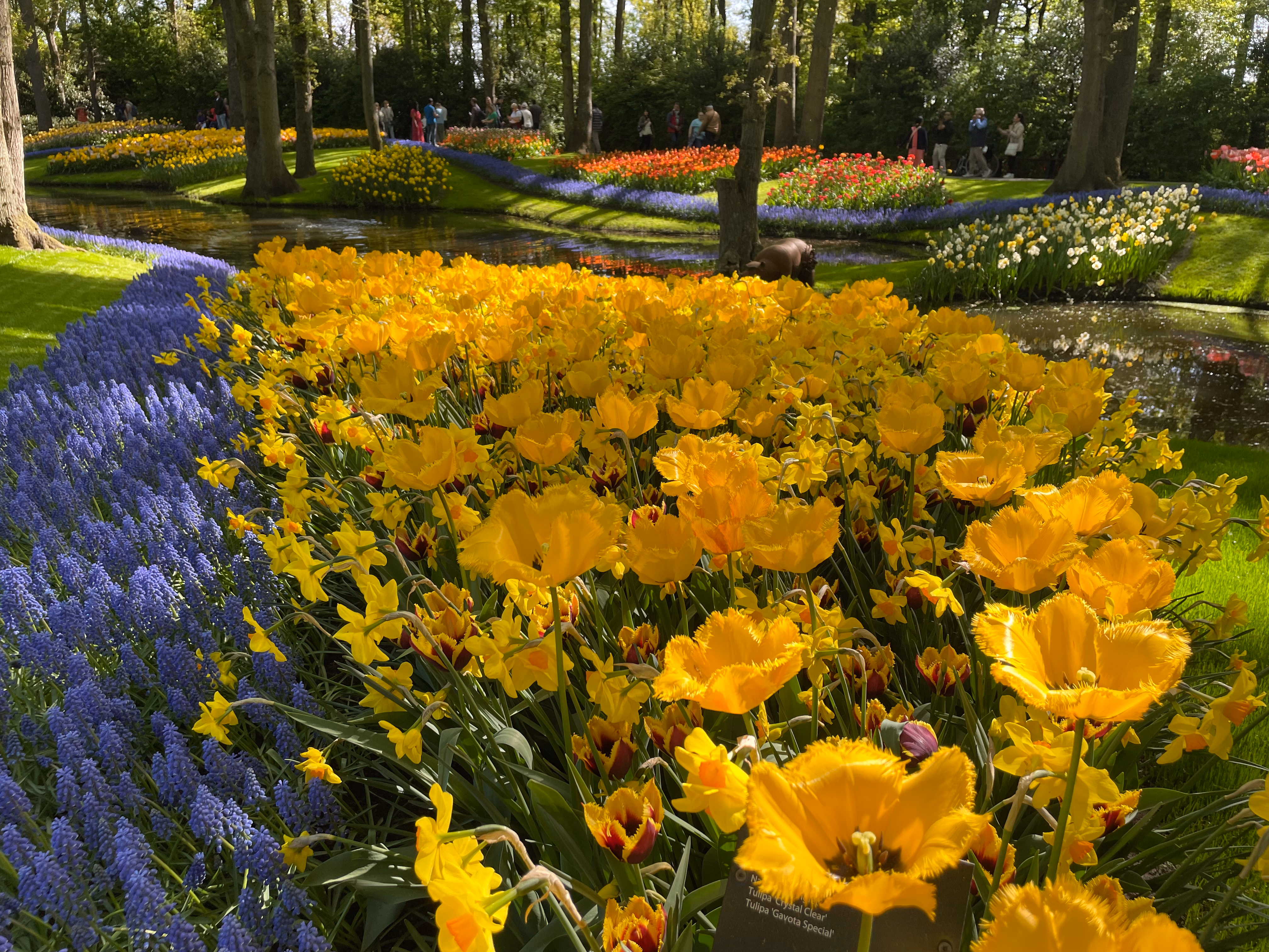Yellow fringed tulips bordered by a winding strip of grape hyacinths — a calm stream curving through the middle ground, wave-shaped beds and spring trees beyond.