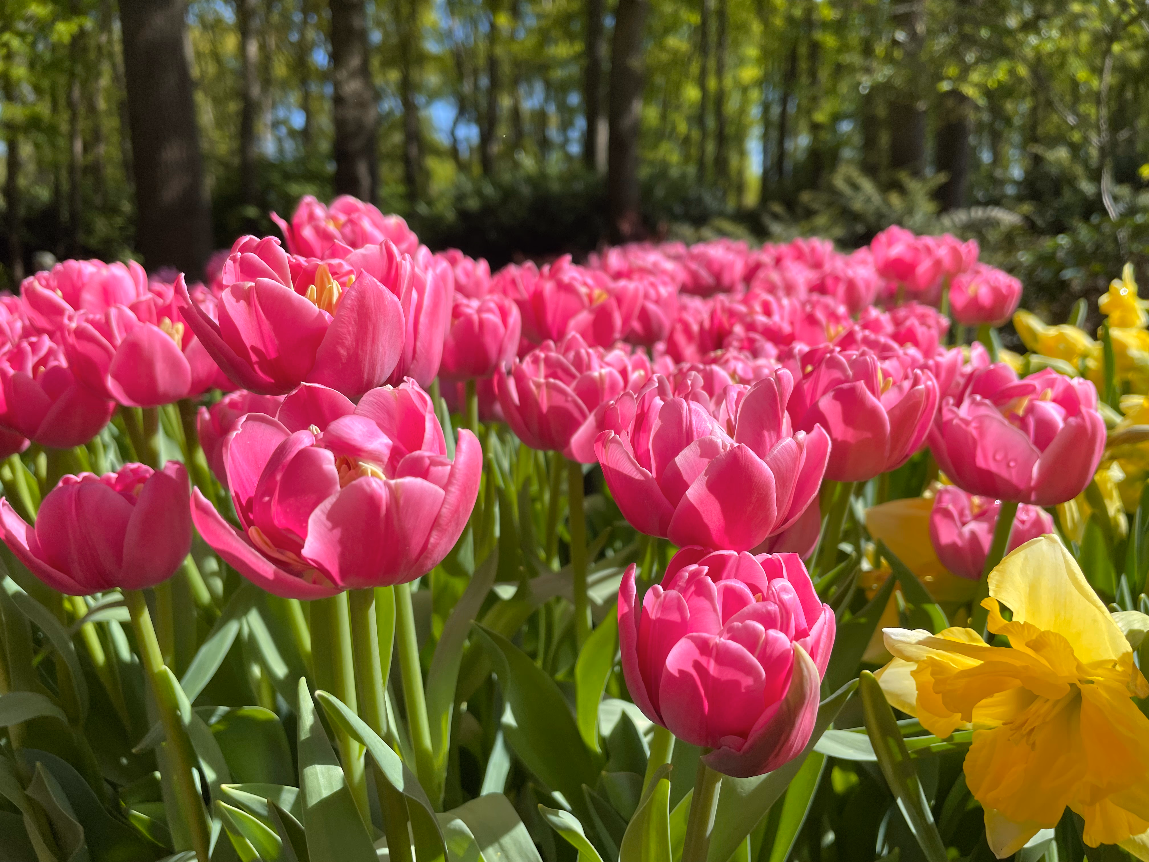Double pink tulips in full peony bloom — ruffled petals catching the sunlight, yellow daffodils at the edge and a soft green forest behind.