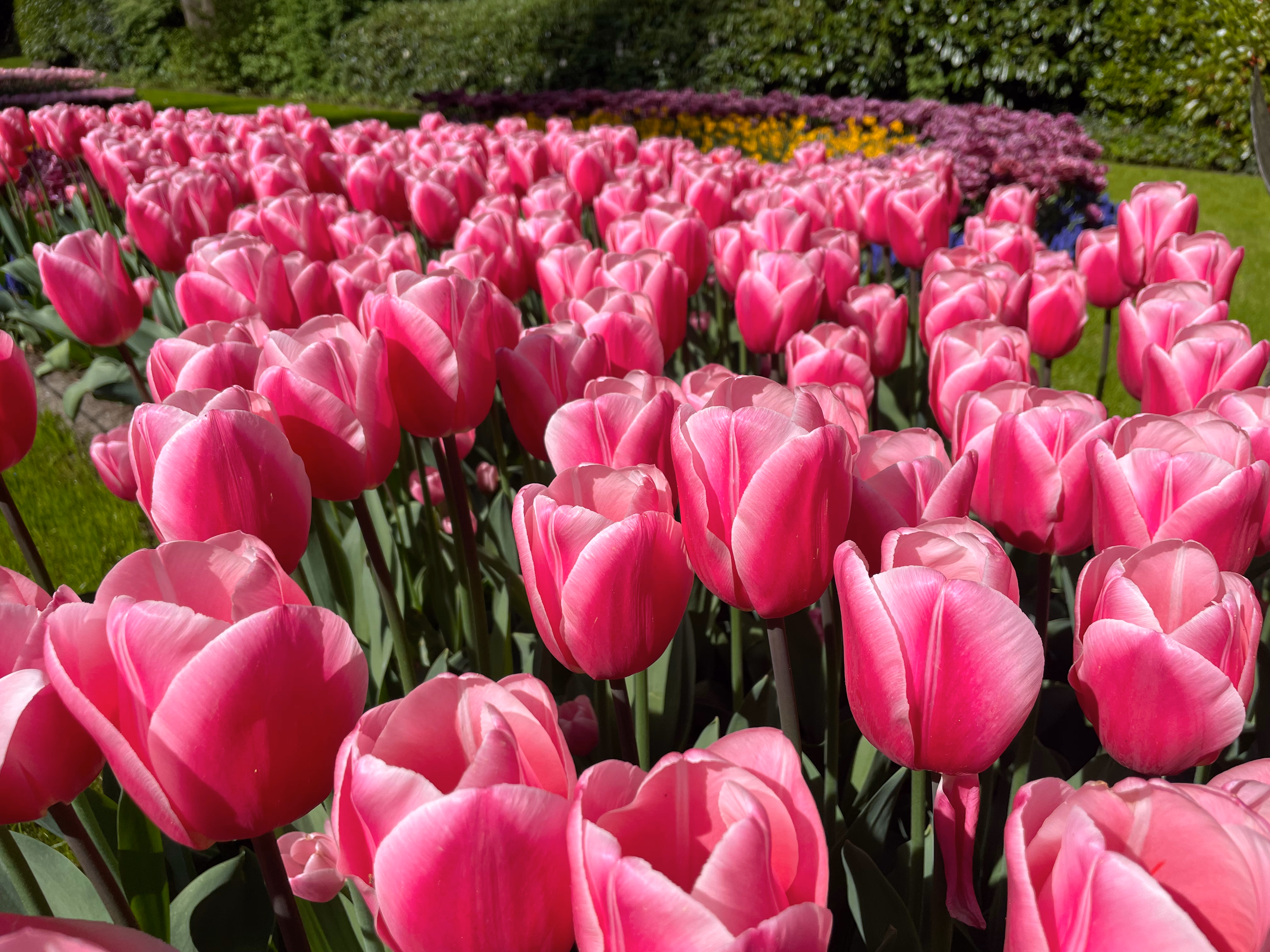 Deep pink tulips in sharp focus at the front — rows of purple and yellow flowers blurring behind them, a trimmed hedge and lawn in the distance.