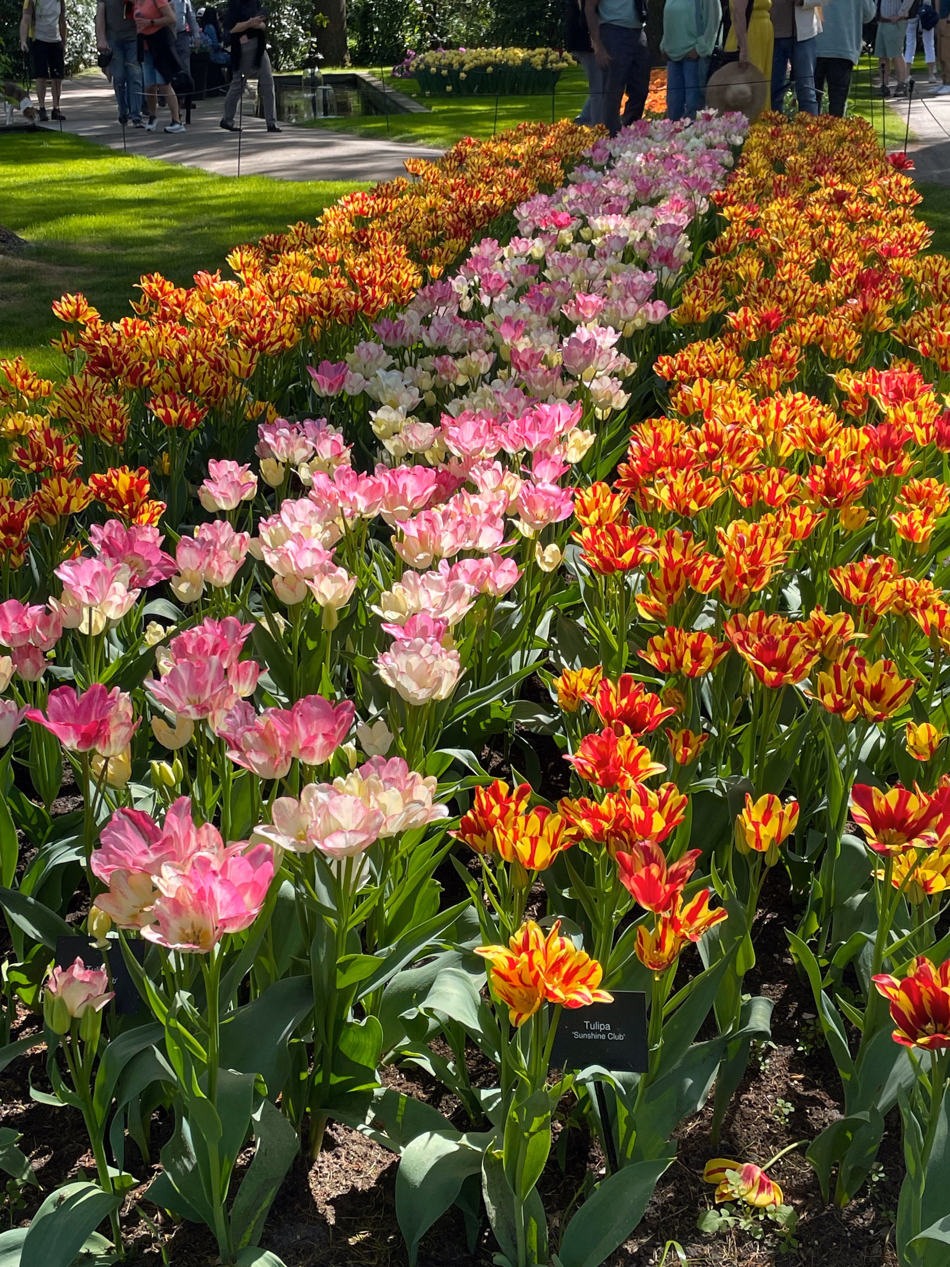 Three vertical stripes — red-and-yellow flame tulips on the sides, a wide band of pale pink and cream in the centre, a plant label reading Tulipa 'Sunshine Club' at the base.