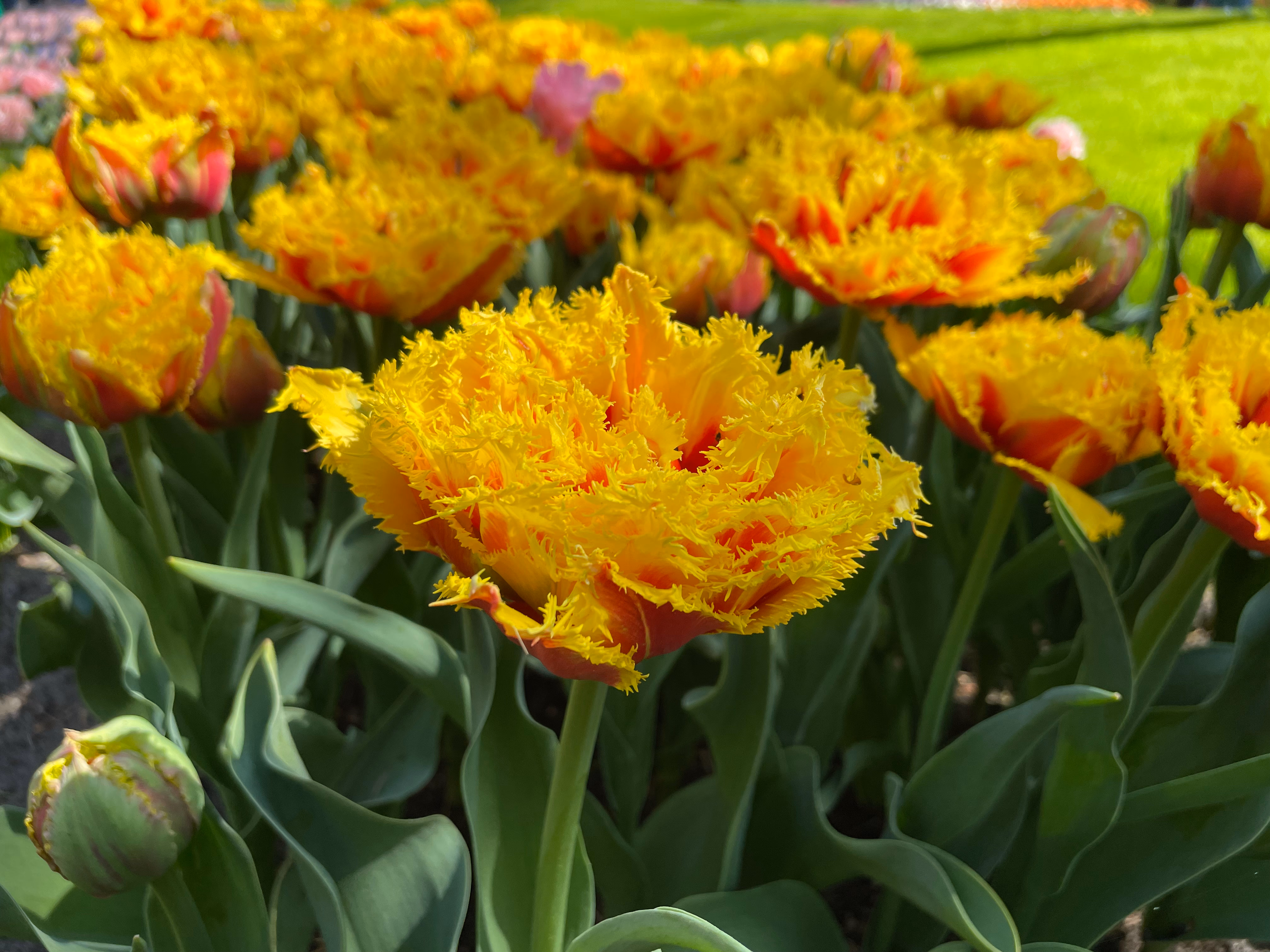 Fringed tulips in yellow and red filling the frame — serrated petal edges catching the light, one pink bloom further back and green grass beyond.