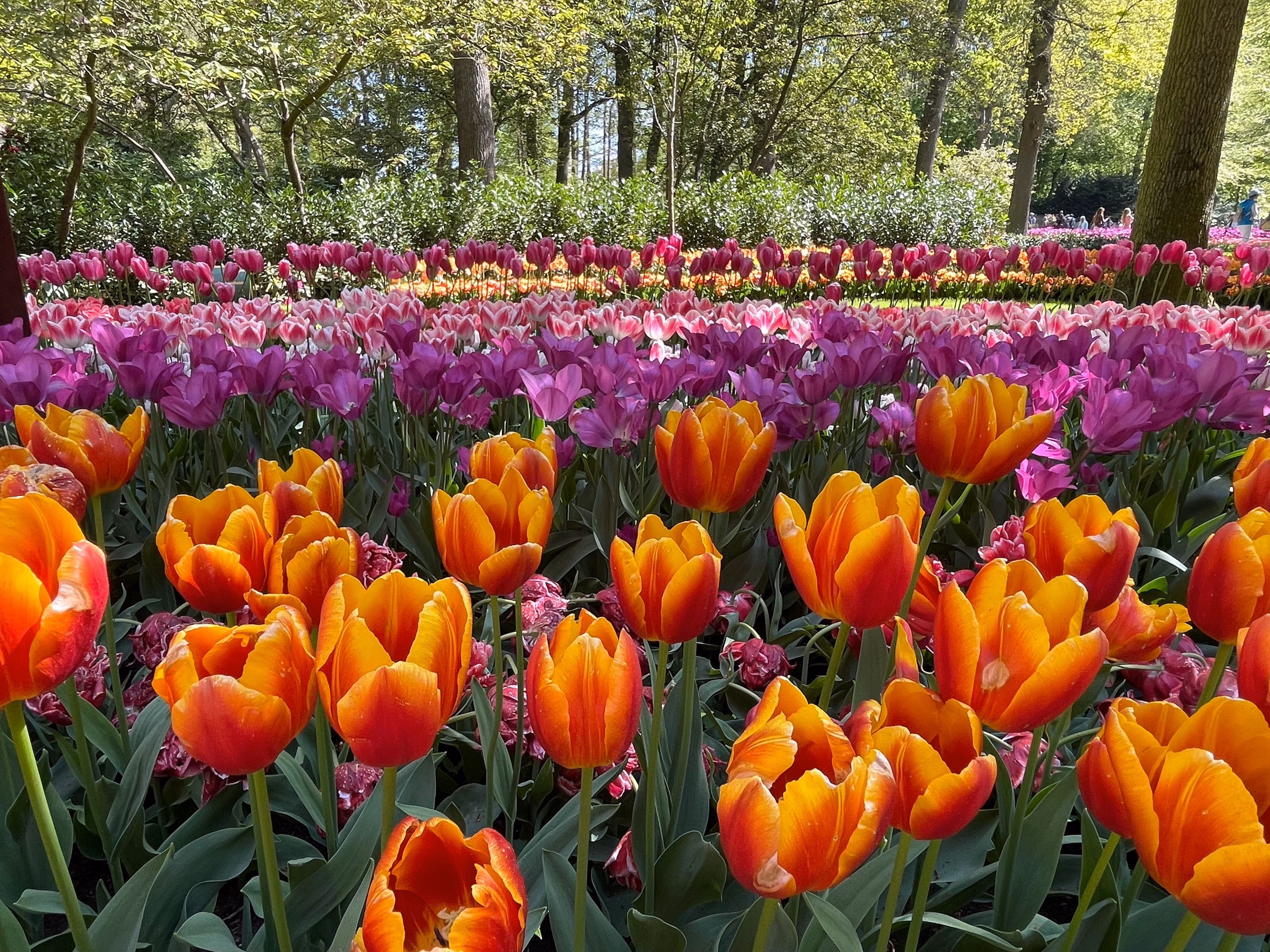 Orange tulips with yellow edges in the foreground — rows of purple, pink-and-white and magenta tulips stretching back toward a hedge and sunlit trees.