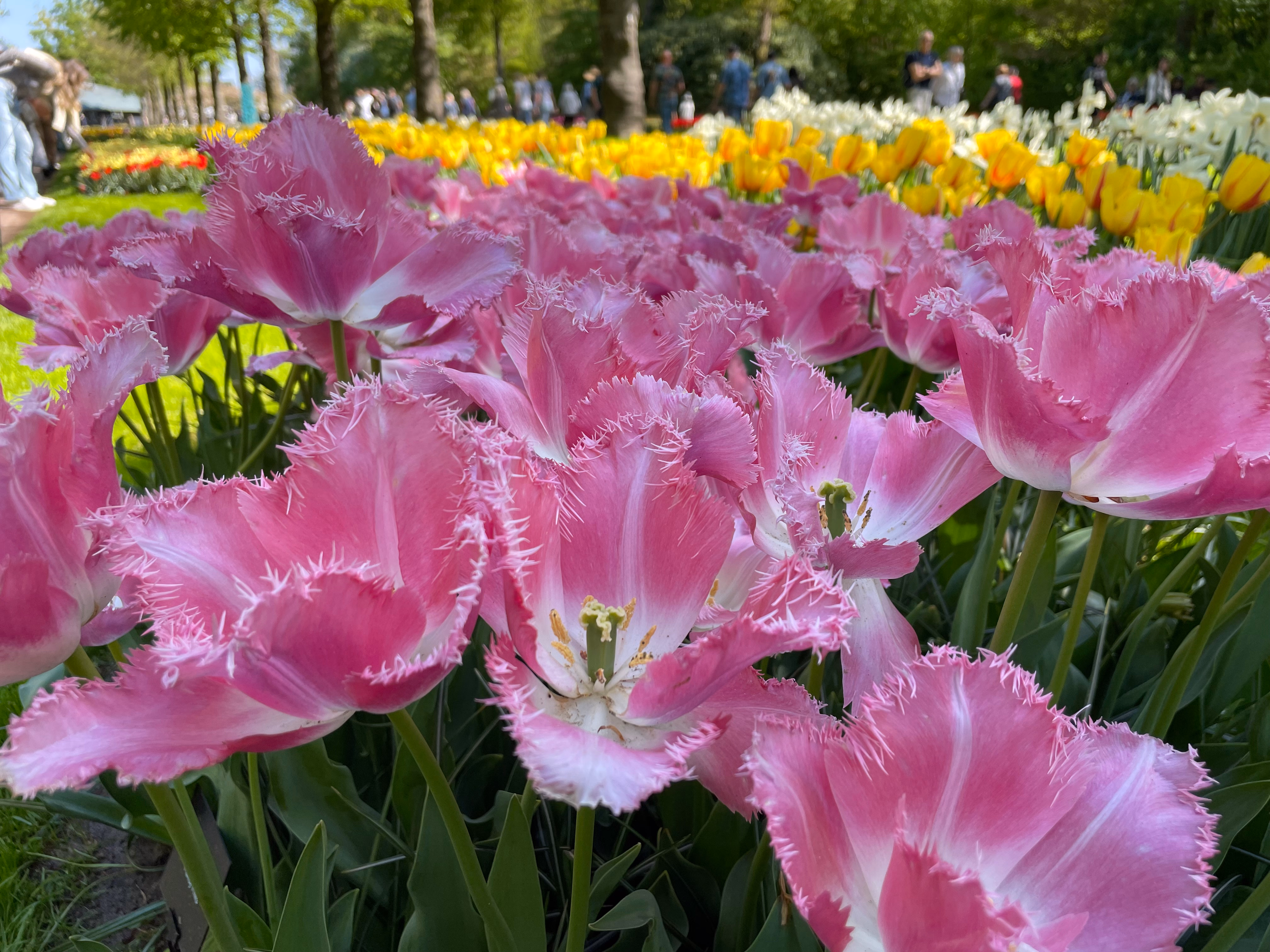 Fringed pink tulips with white centres in the front row — a band of bright yellow tulips and white blooms behind, park visitors blurred among the trees.