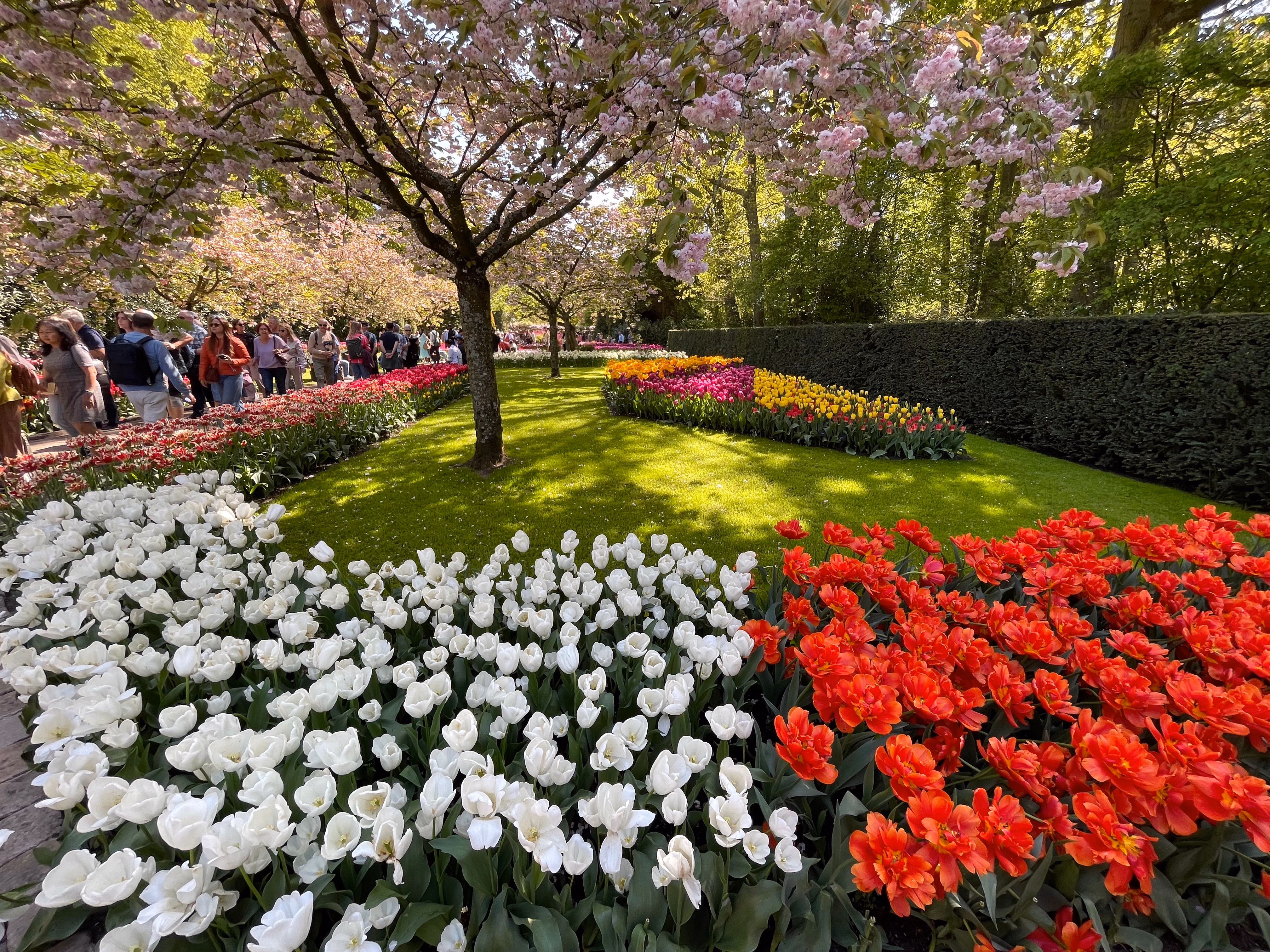 White tulips on the left, orange-red doubles on the right — cherry blossom trees in pink bloom across the lawn, a curved island bed of yellow, pink and red beyond.