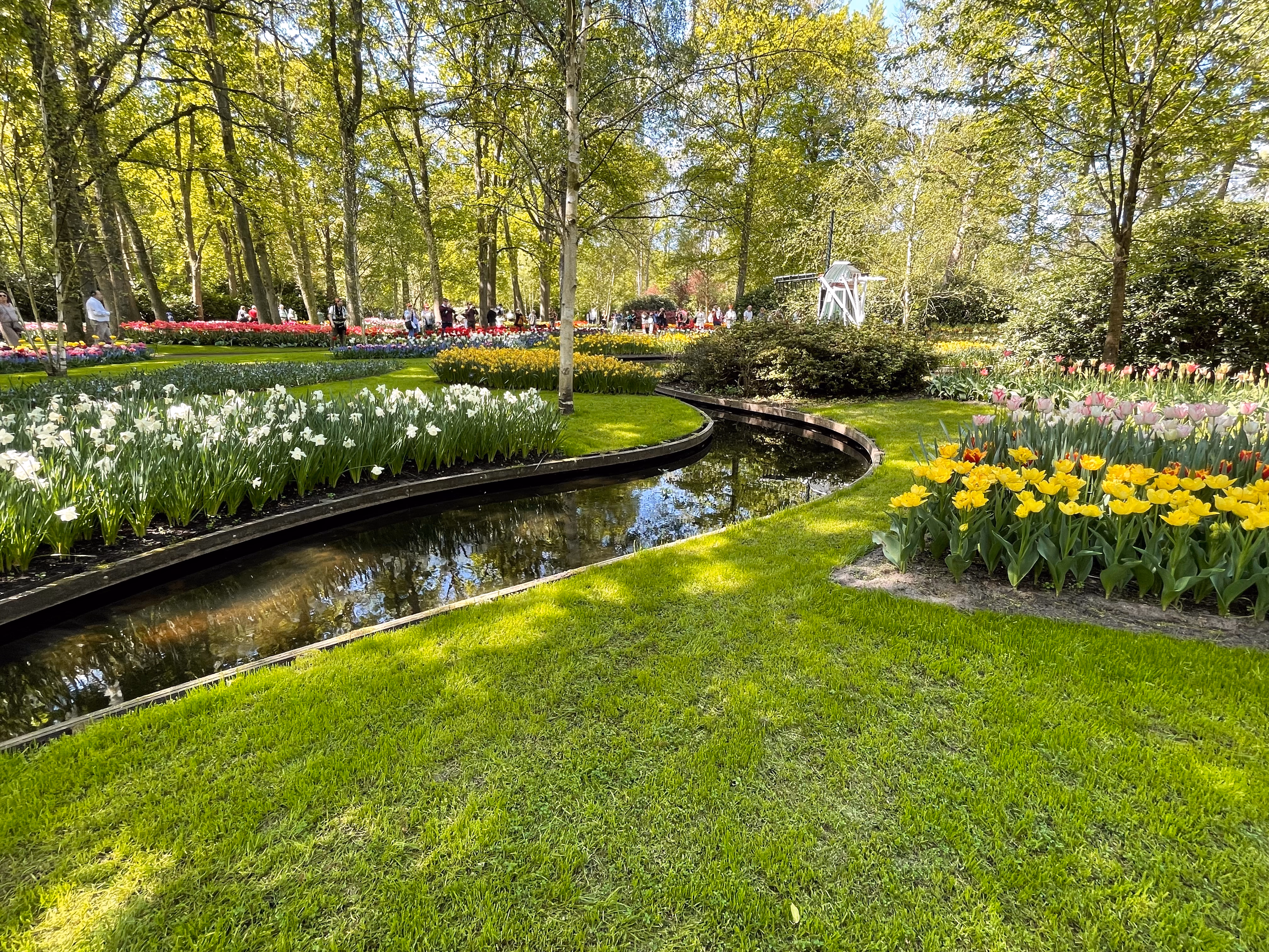 A narrow canal winding through the lawns — white daffodils on one bank, yellow tulips on the other, and a miniature windmill tucked among the trees in the distance.