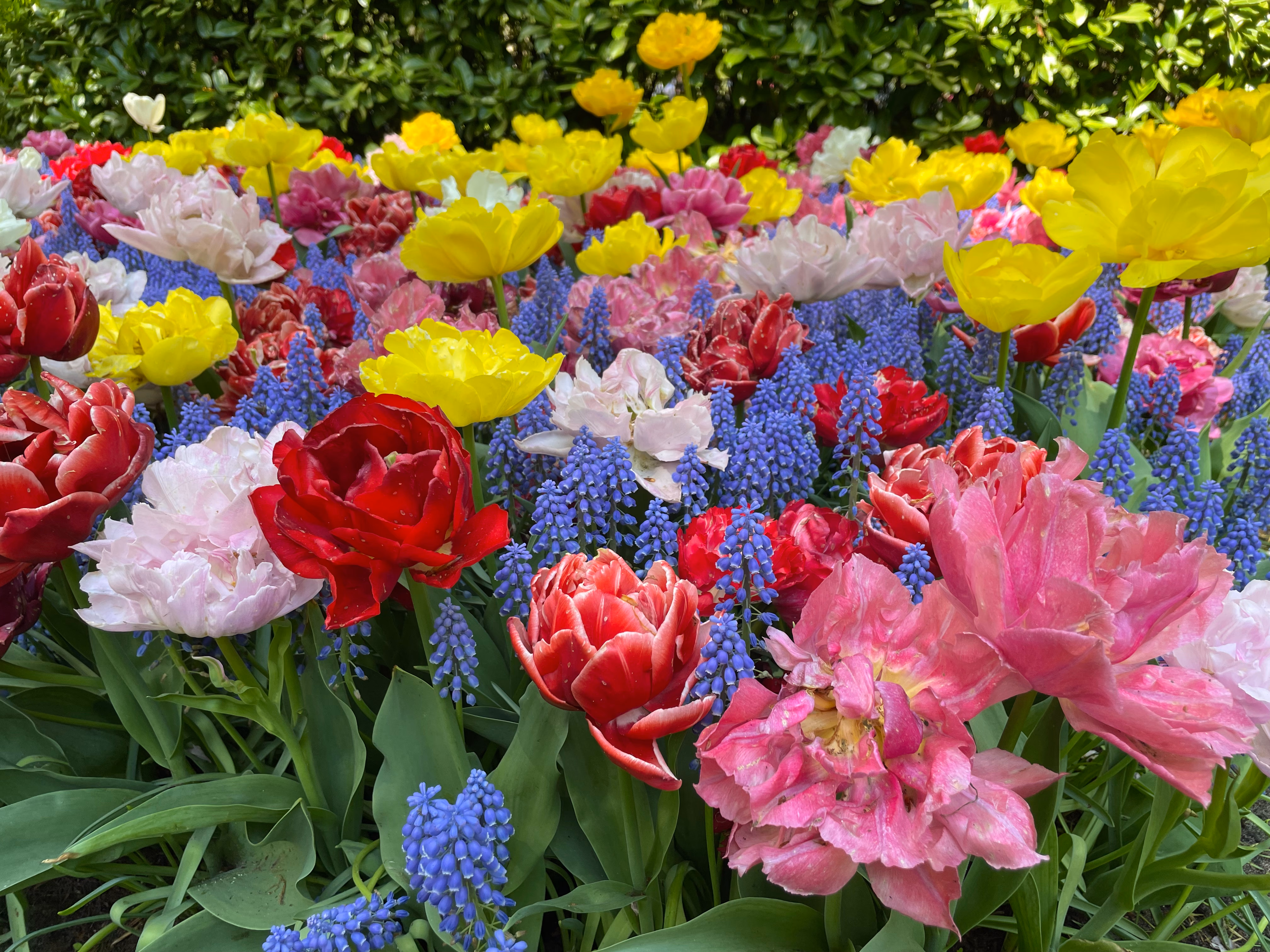 Blooming season at Keukenhof