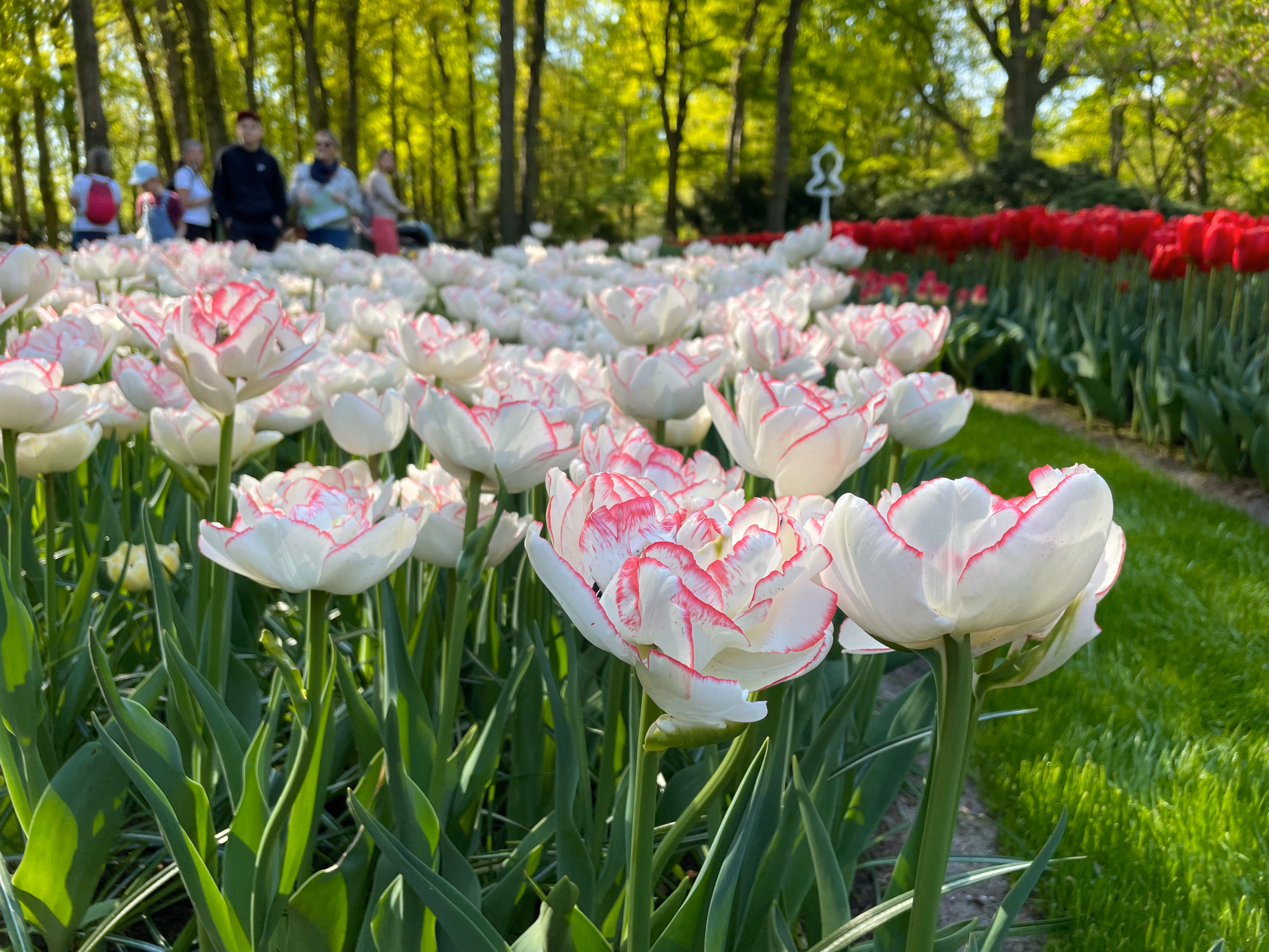 White fringed tulips with pink-red edges in the foreground — solid red tulips in a neighbouring bed, tall spring trees and a handful of visitors in the shade beyond.