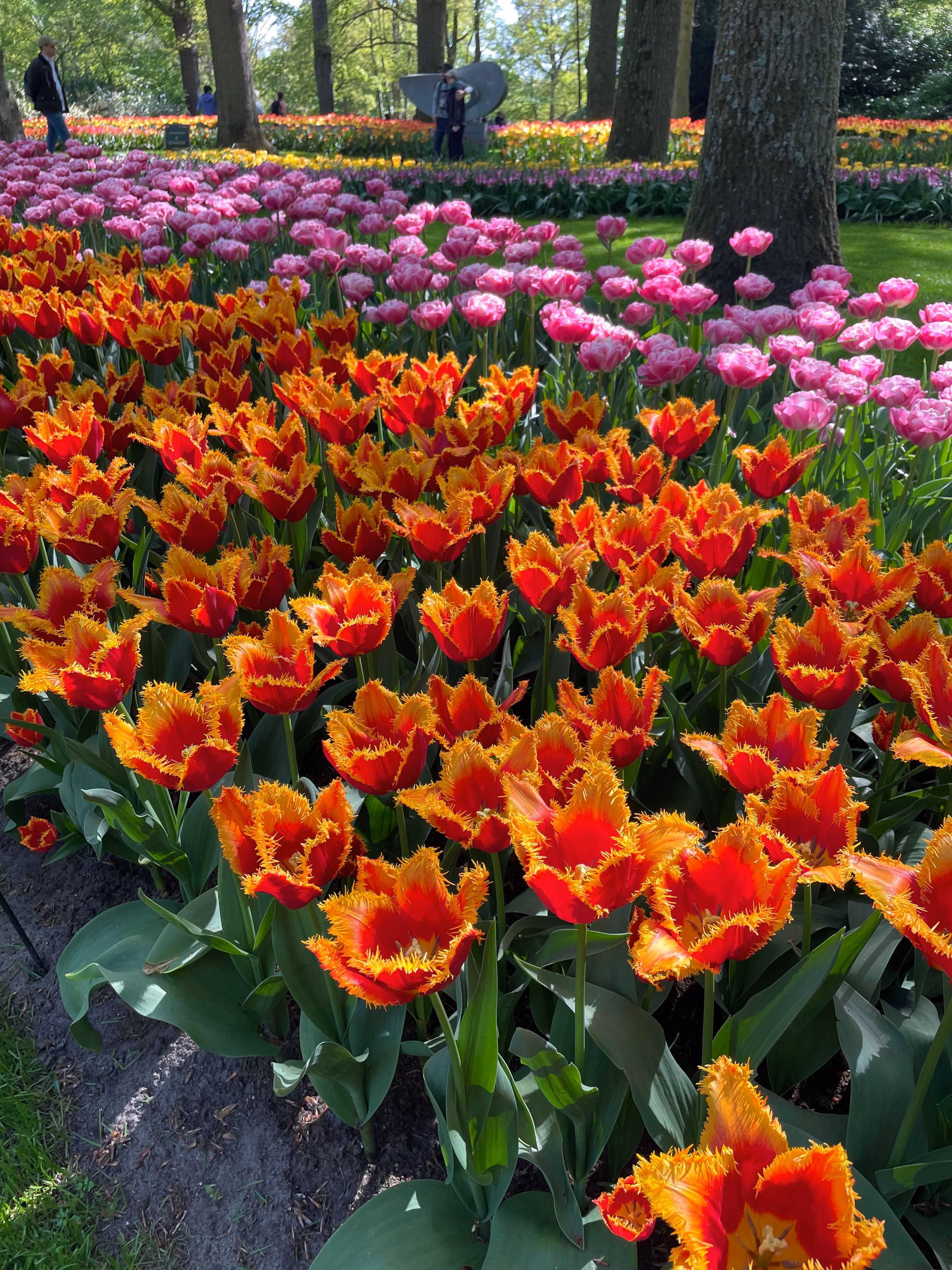 Fringed tulips in red and yellow flame beneath mature trees — pink peony-flowered tulips behind them, dappled sunlight on the lawn and a stone sculpture in the distance.