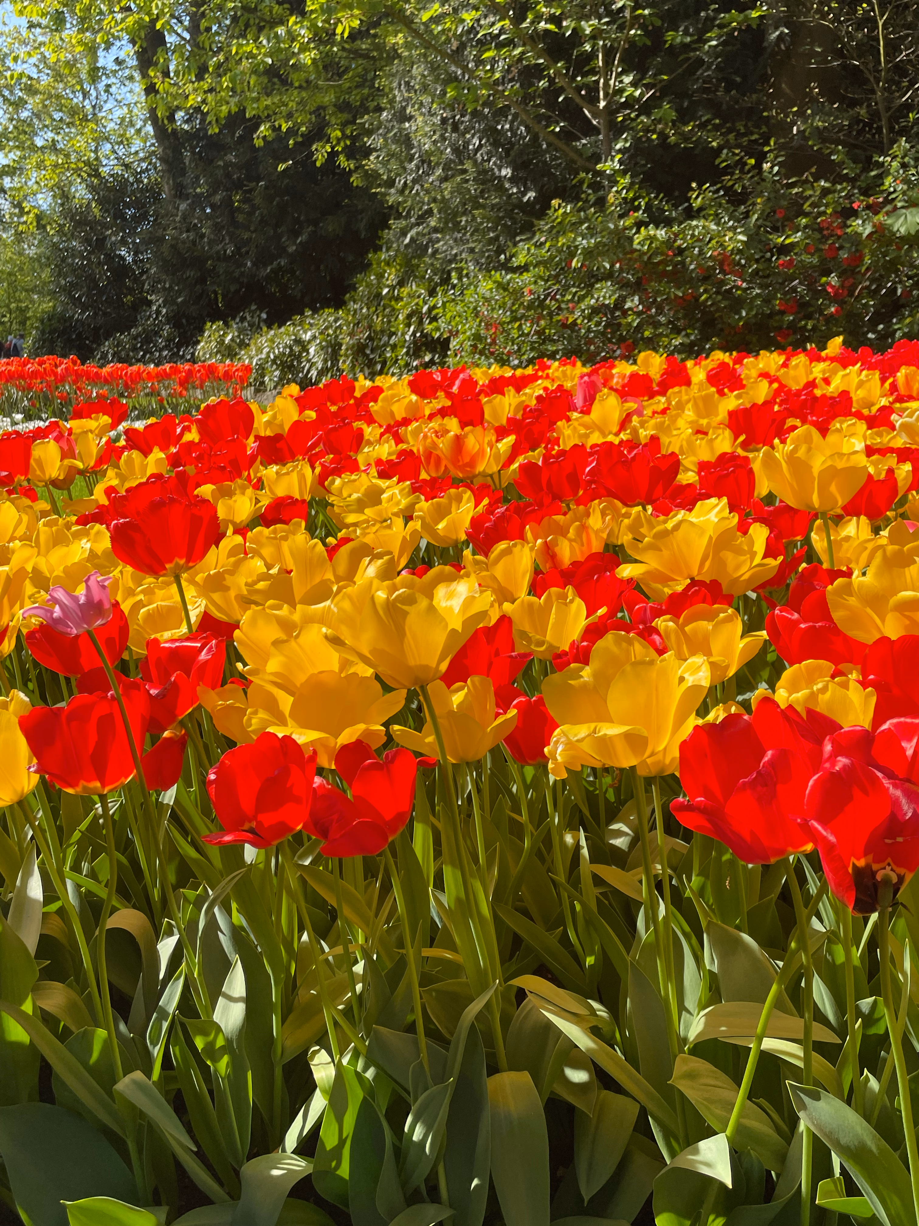 Red and yellow tulips packed tight in the foreground — one lone pink bloom among them, green leaves catching the light, leafy trees soft in the background.