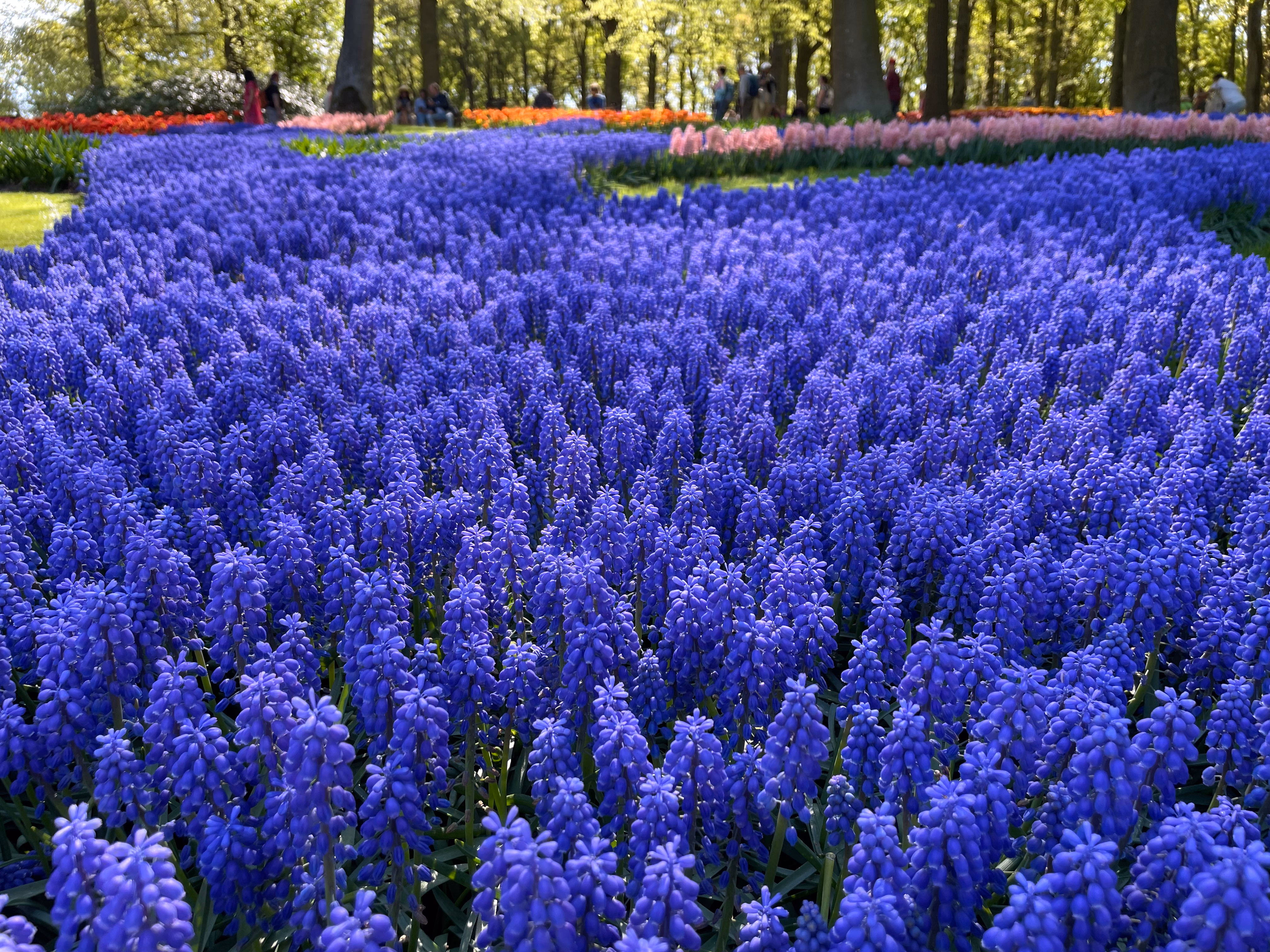 A river of grape hyacinths in deep blue-purple — pink hyacinths and orange tulips behind, tall trees framing the carpet and visitors walking the paths beyond.