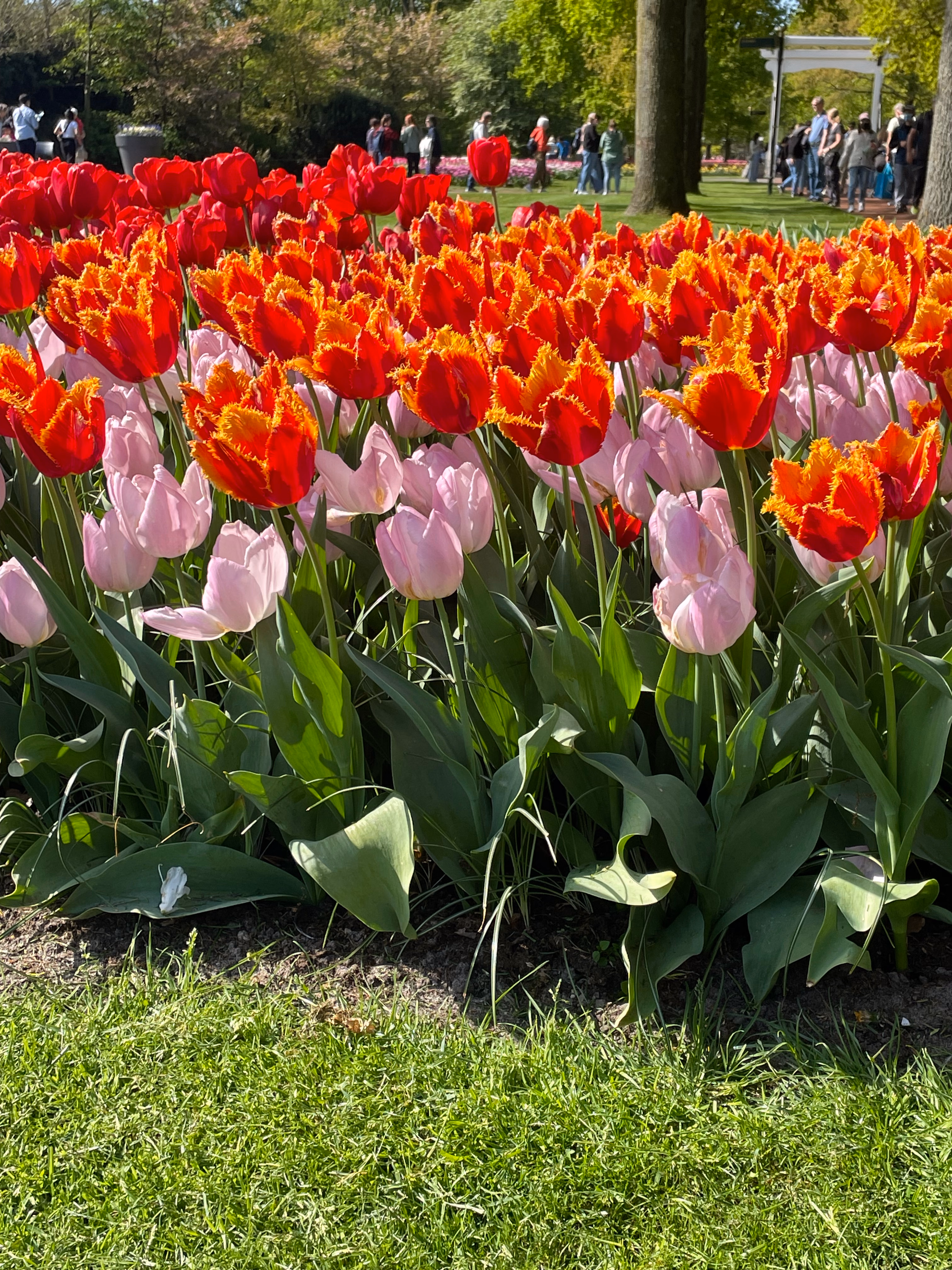 Fringed red tulips with orange edges mixed among pale pink cups — a green lawn and white garden gate visible through the trees behind the bed.