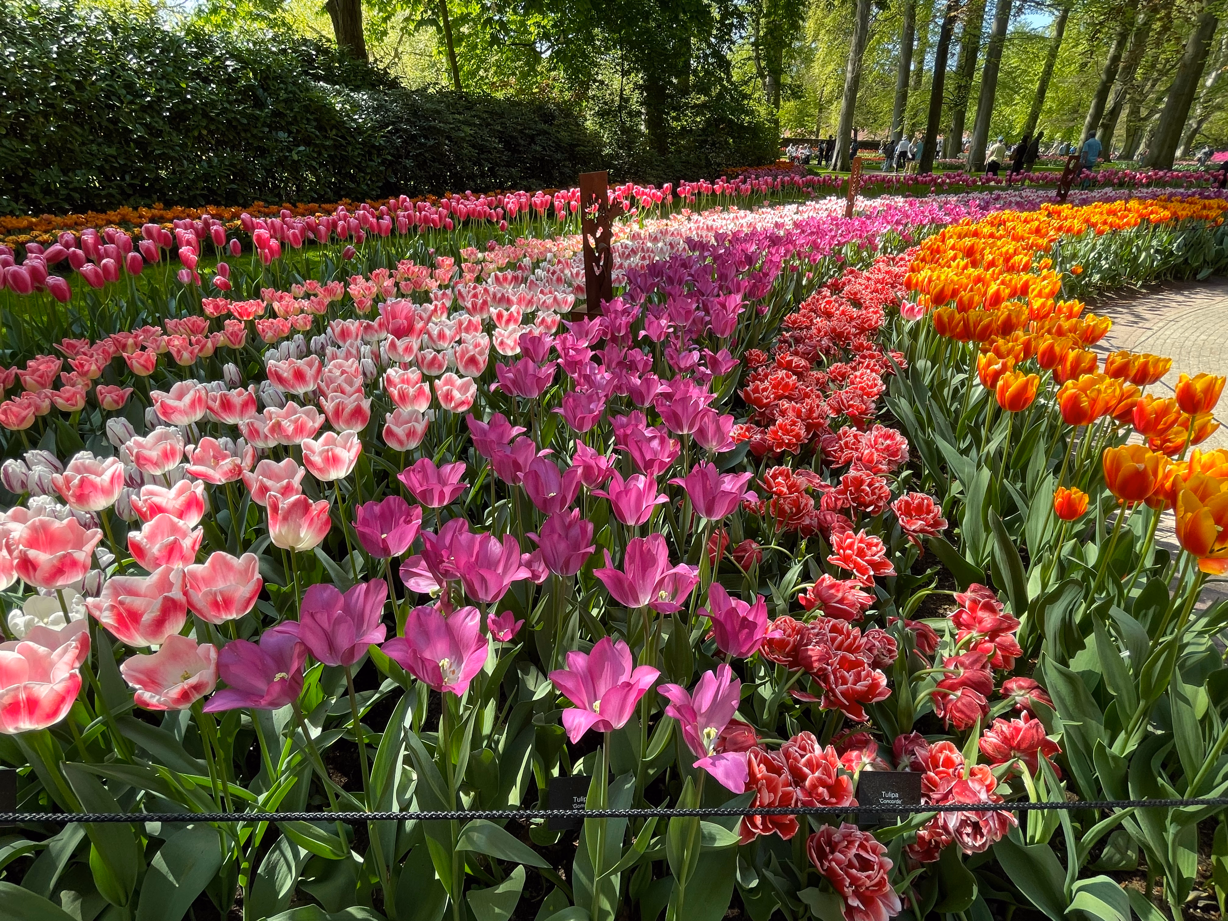 Curved rows of tulips in pink, white-edged, purple, red-and-white ruffled and orange-yellow — a dense hedge on the left and spring trees dappling the path beyond.