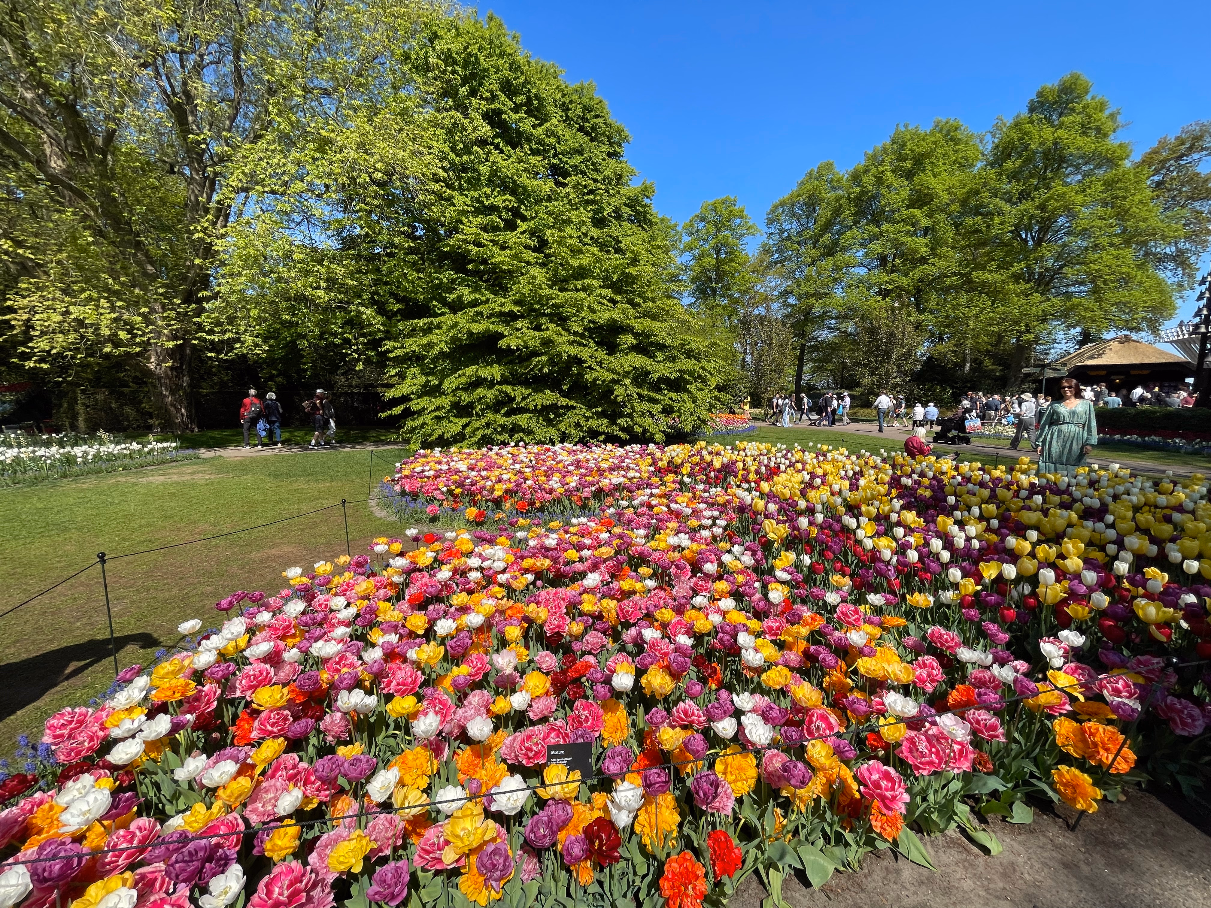 A carpet of mixed tulips in every colour — yellow, orange, pink, purple and white — with visitors strolling the paths beneath fresh spring trees and a clear blue sky.