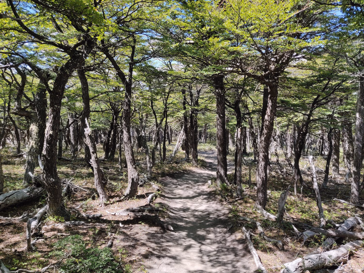 Lenga trees