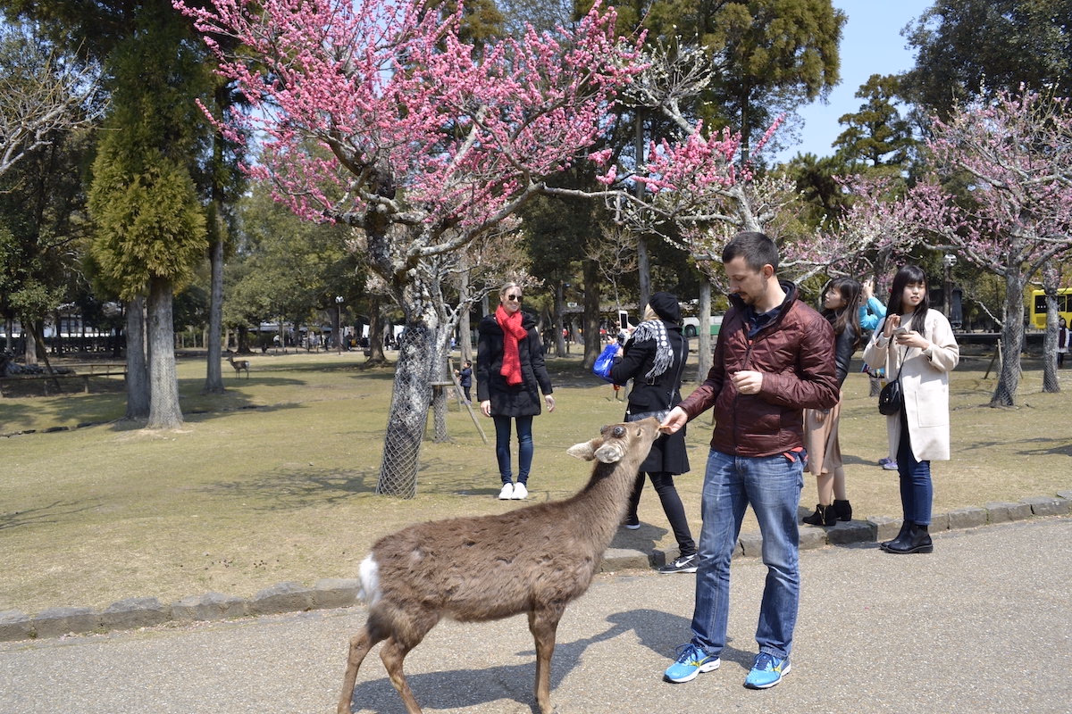 Alex feeding a deer in nara
