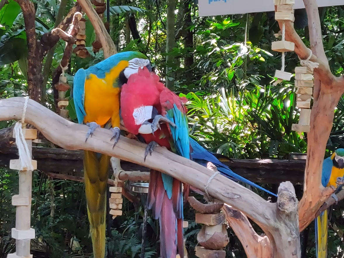 Two parrots cuddling in Parque das Aves.