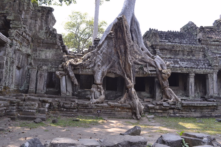 Trees outgrowing the temple