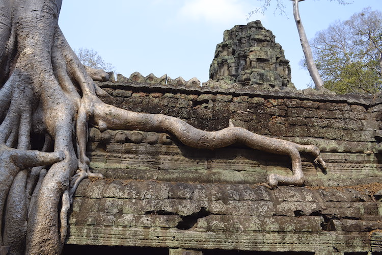 Trees growing over Ta Prohm