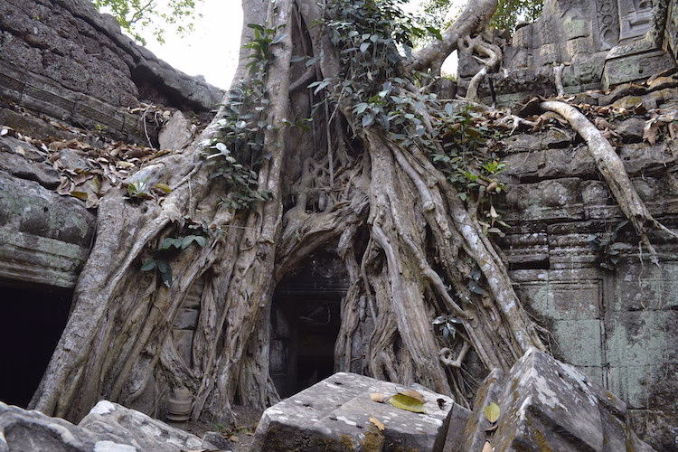 Trees growing over Ta Prohm