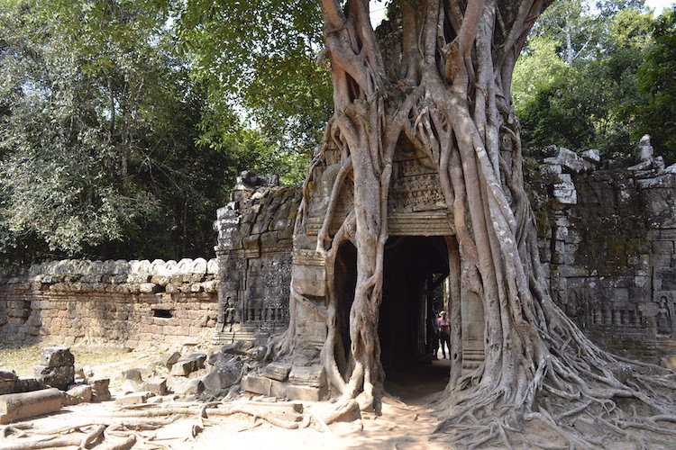 Trees outgrowing the temple