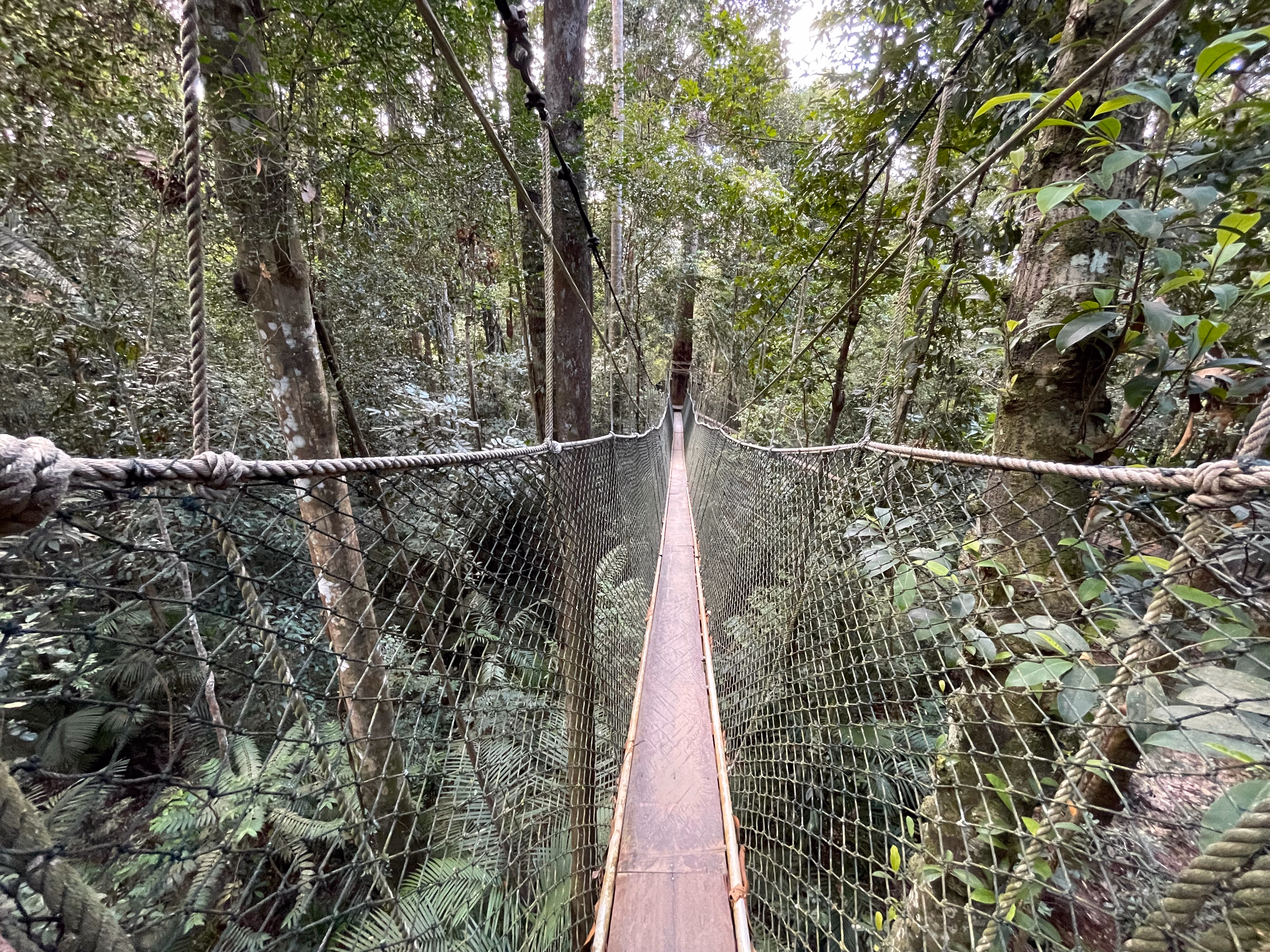 The canopy walk in Taman Negara.