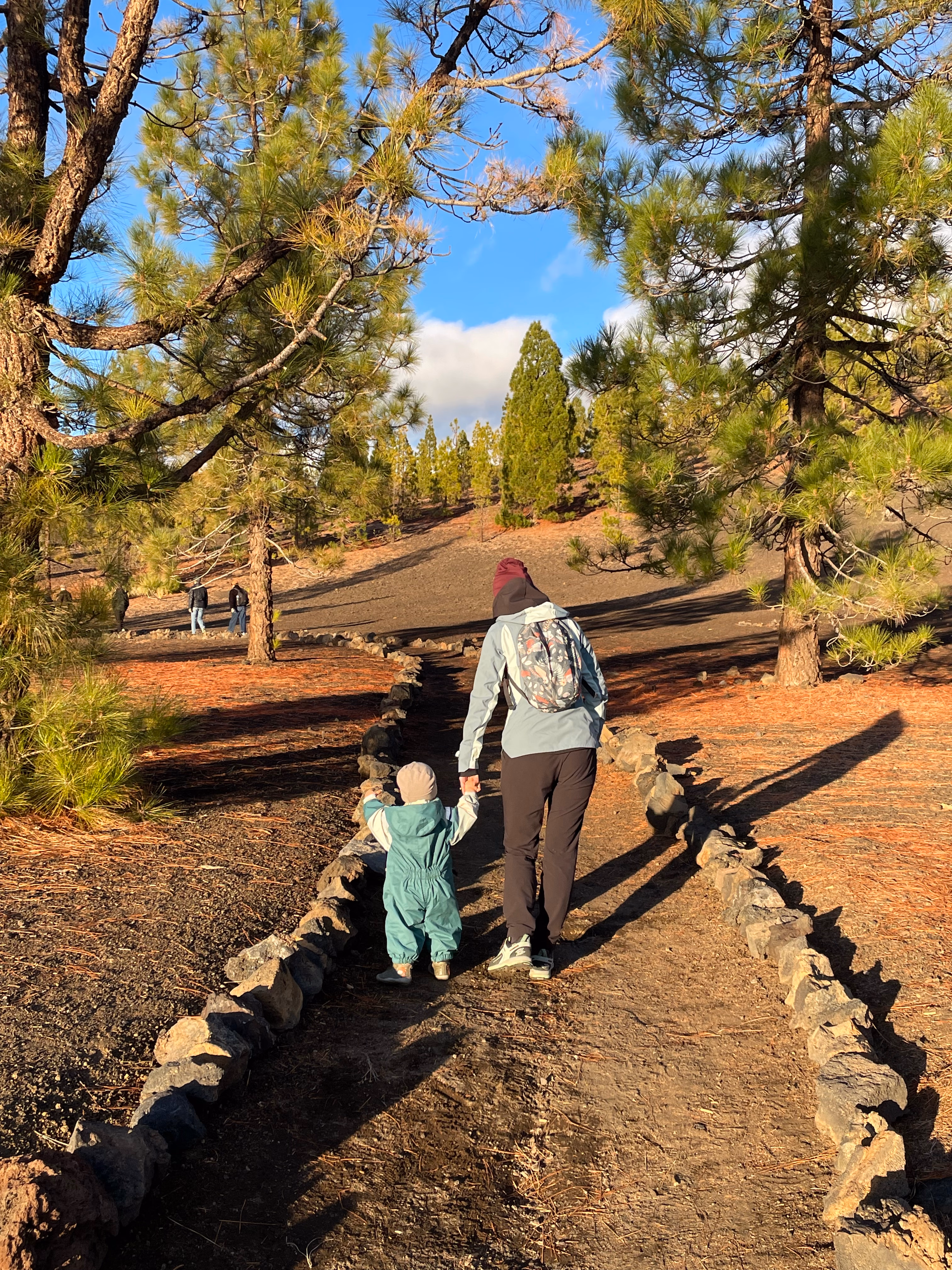 Hand-in-hand along a stone-lined path through Canary Island pines — long needles overhead, volcanic soil underfoot, the late sun throwing sharp tree shadows across the trail.