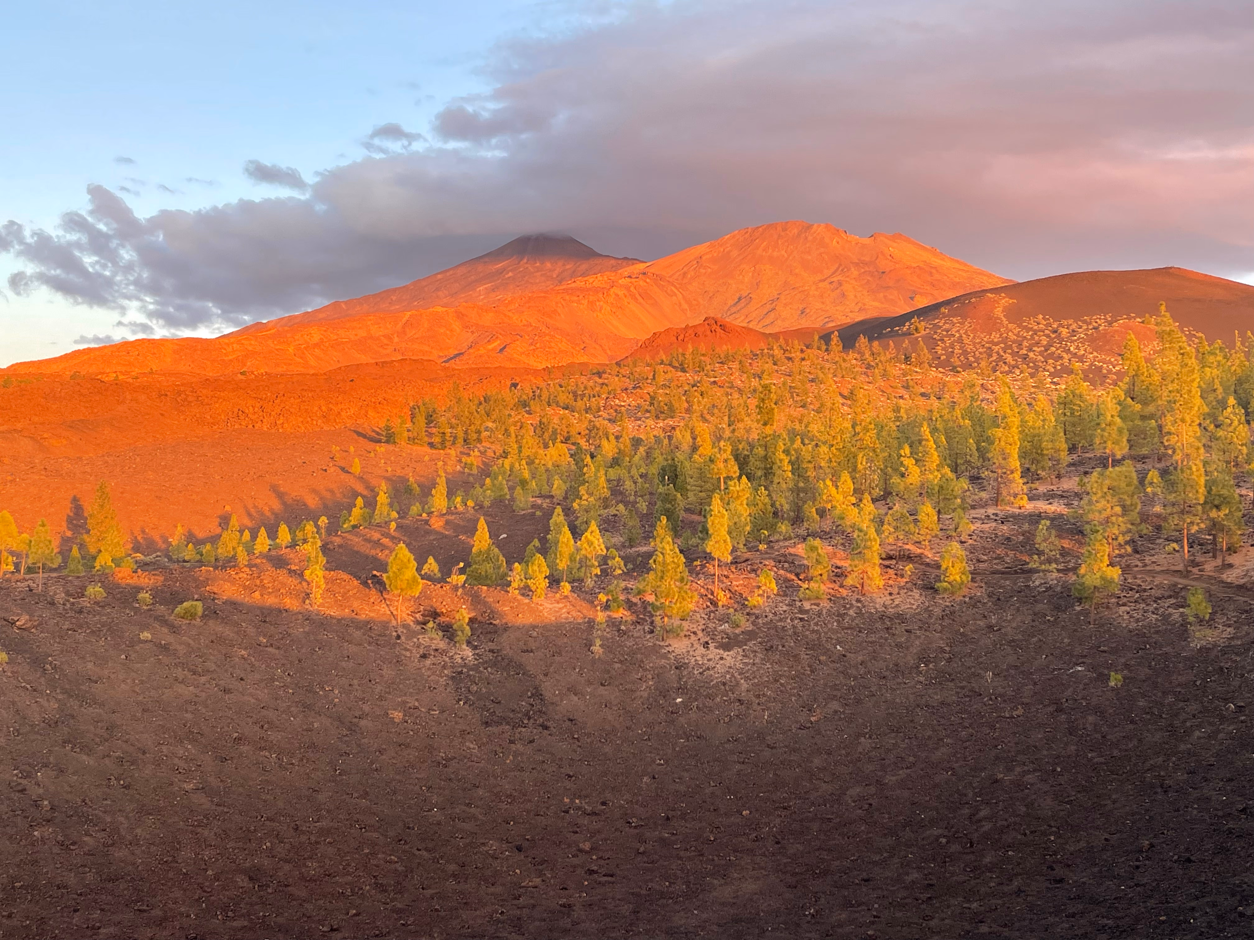 Twin volcanic peaks glowing orange-red above a scatter of Canary pines — dark ash in the crater foreground, soft pink cloud along the ridge.