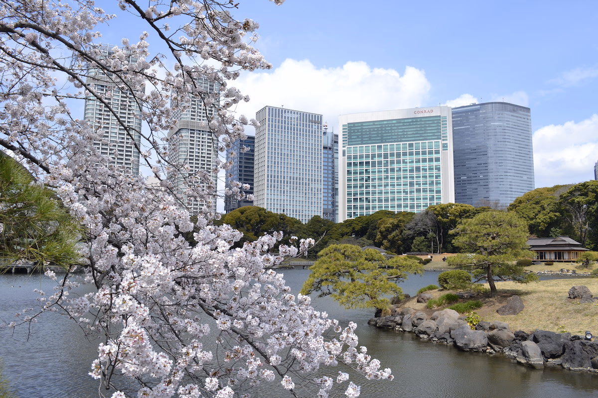 Modern buildings rising in the background of Hamarikyu Gardens
