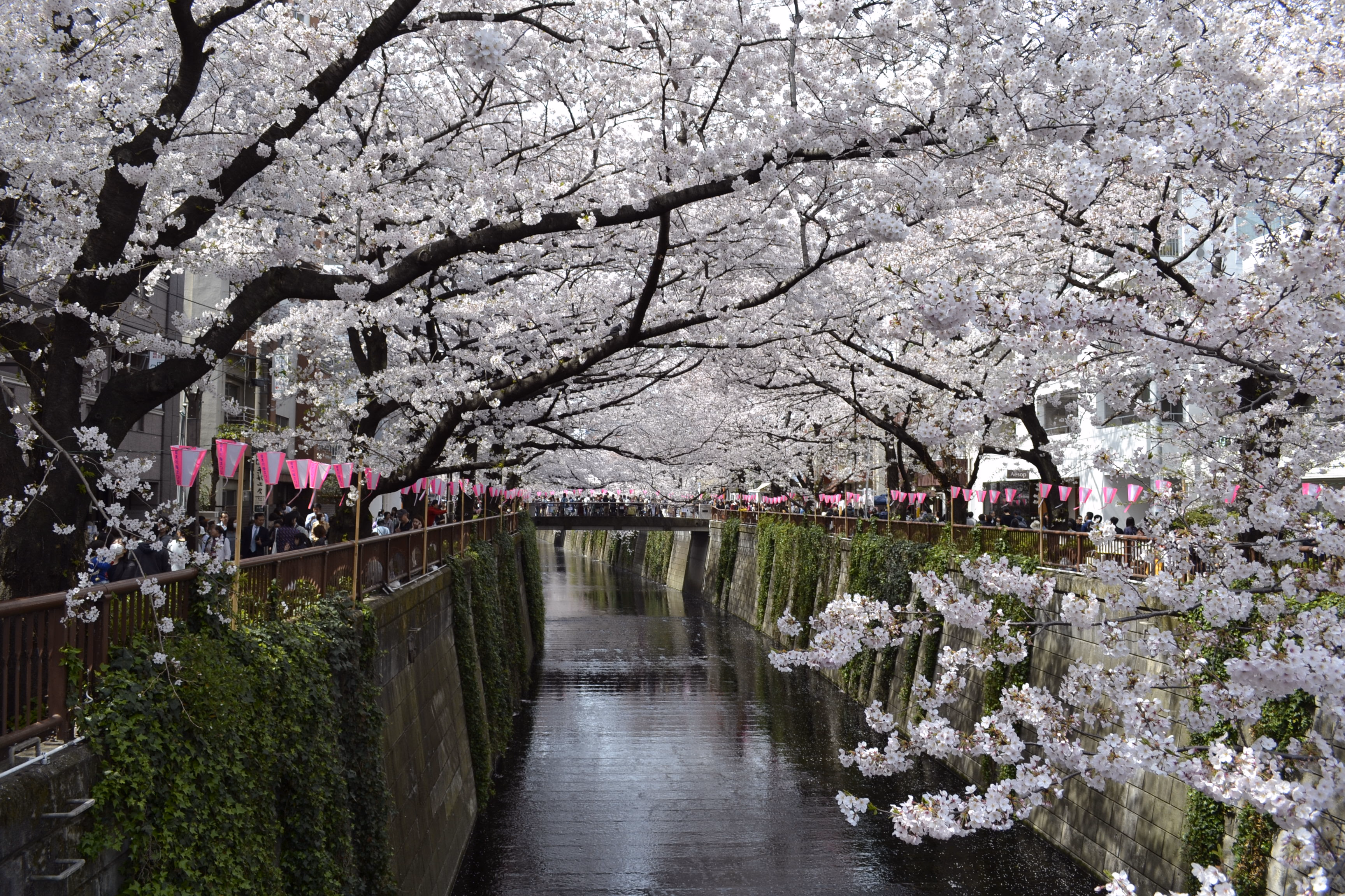 Japan: Cherry-blossom, unique culture and zen gardens.