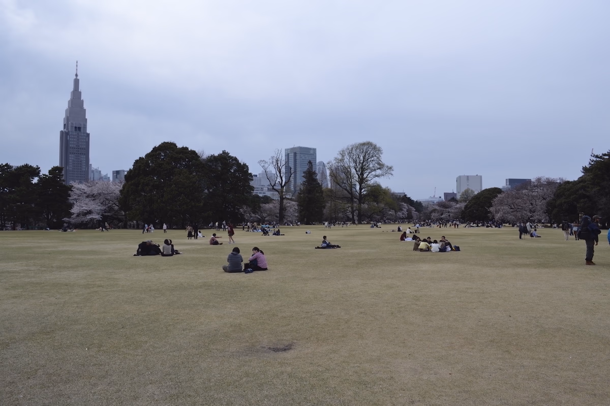 An open field in the middle of the park